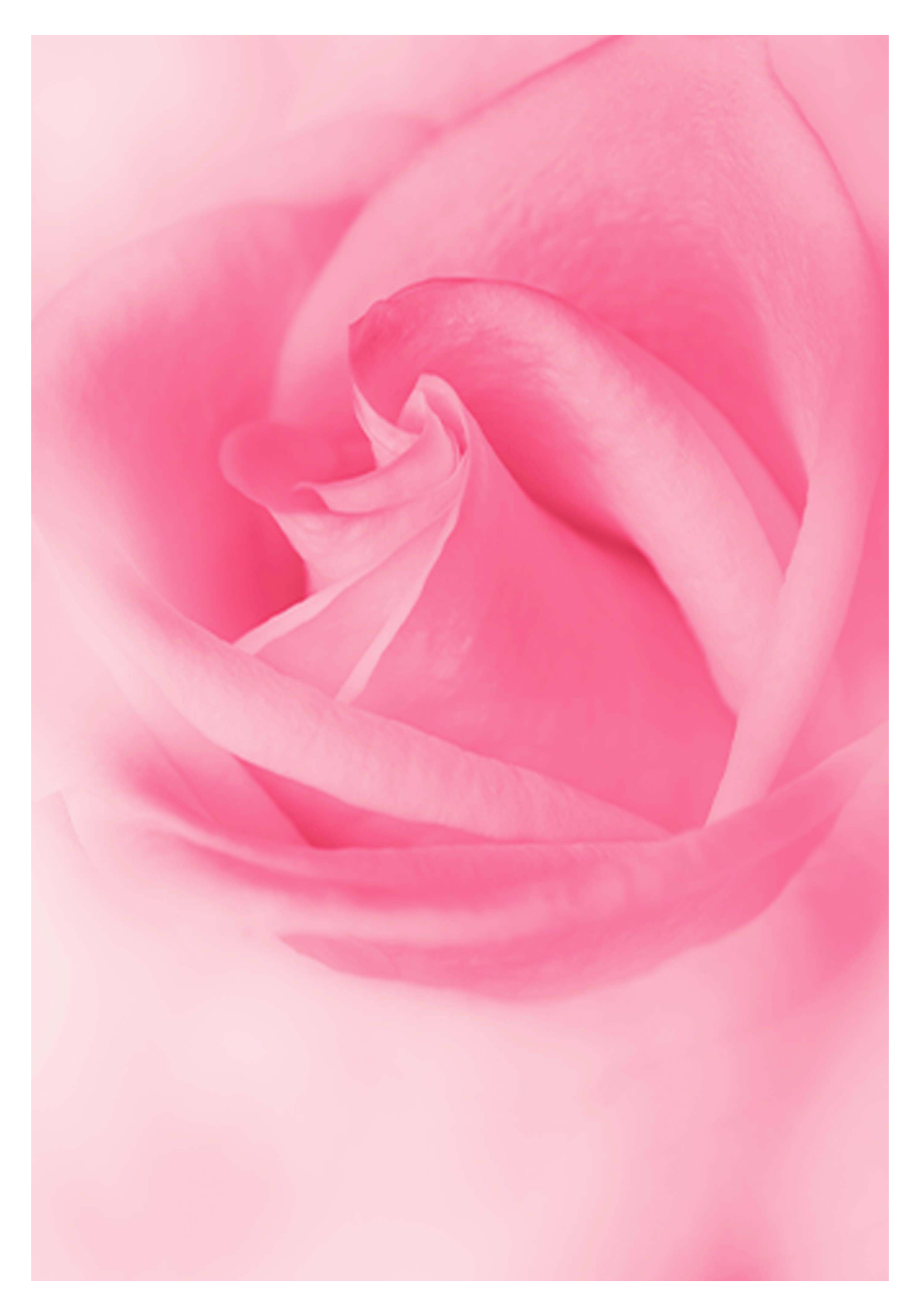 Pink Rose Poster - Hakyarts