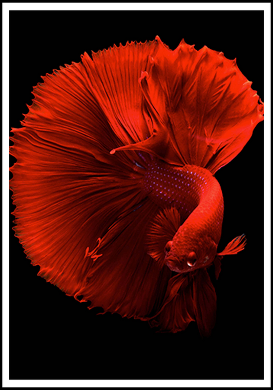 Red Fish Poster - Hakyarts