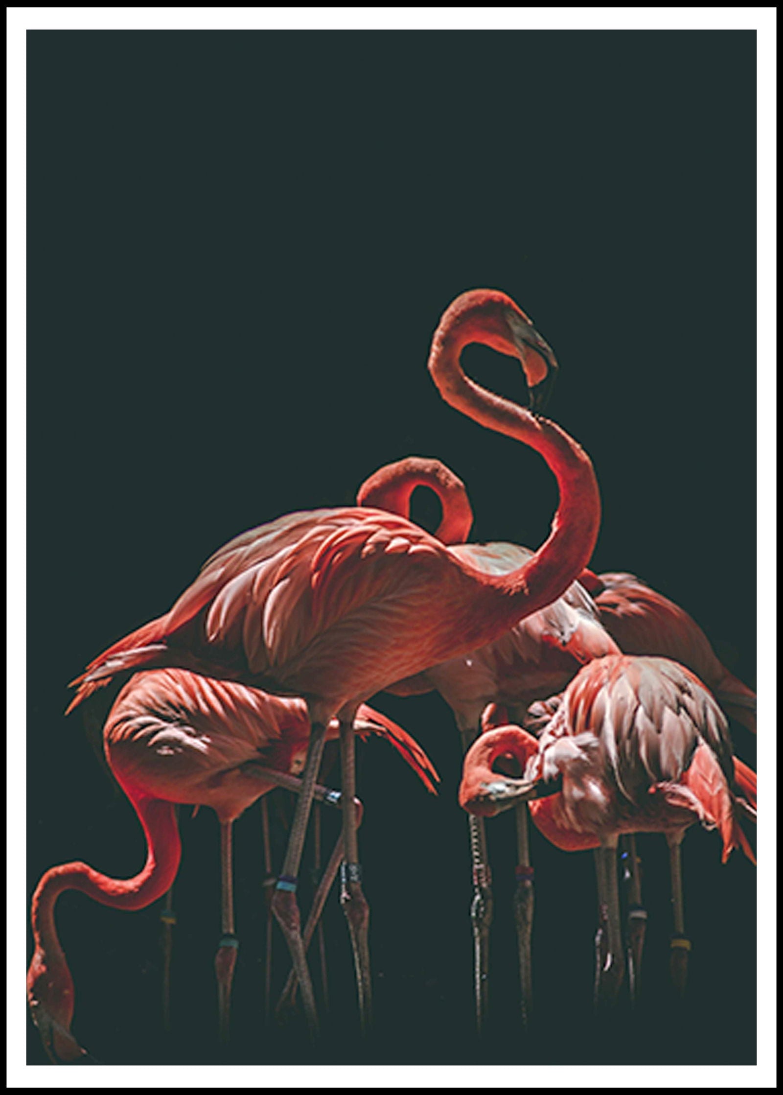 Red Flamingos Poster - Hakyarts