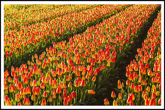 Red Tulip Fields Poster - Hakyarts