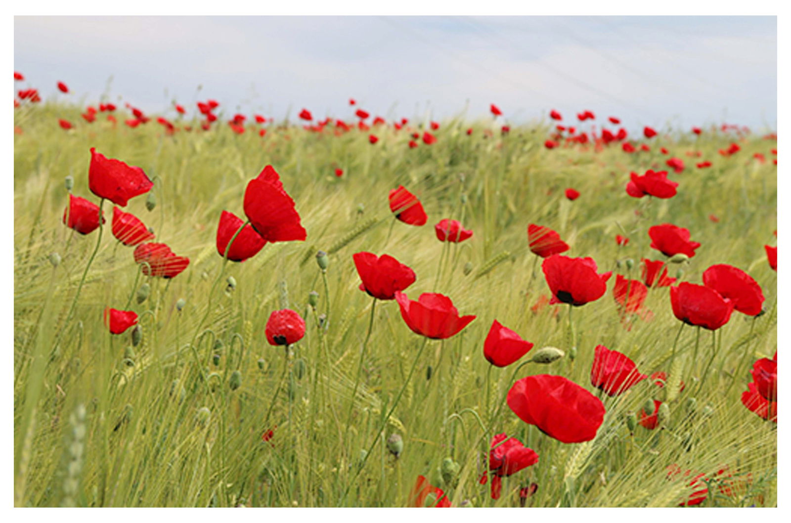 Red Tulips Poster - Hakyarts