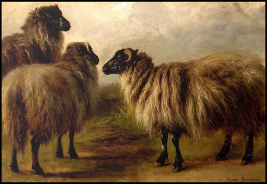 Rosa Bonheur - Three Wooly Sheep - Hakyarts