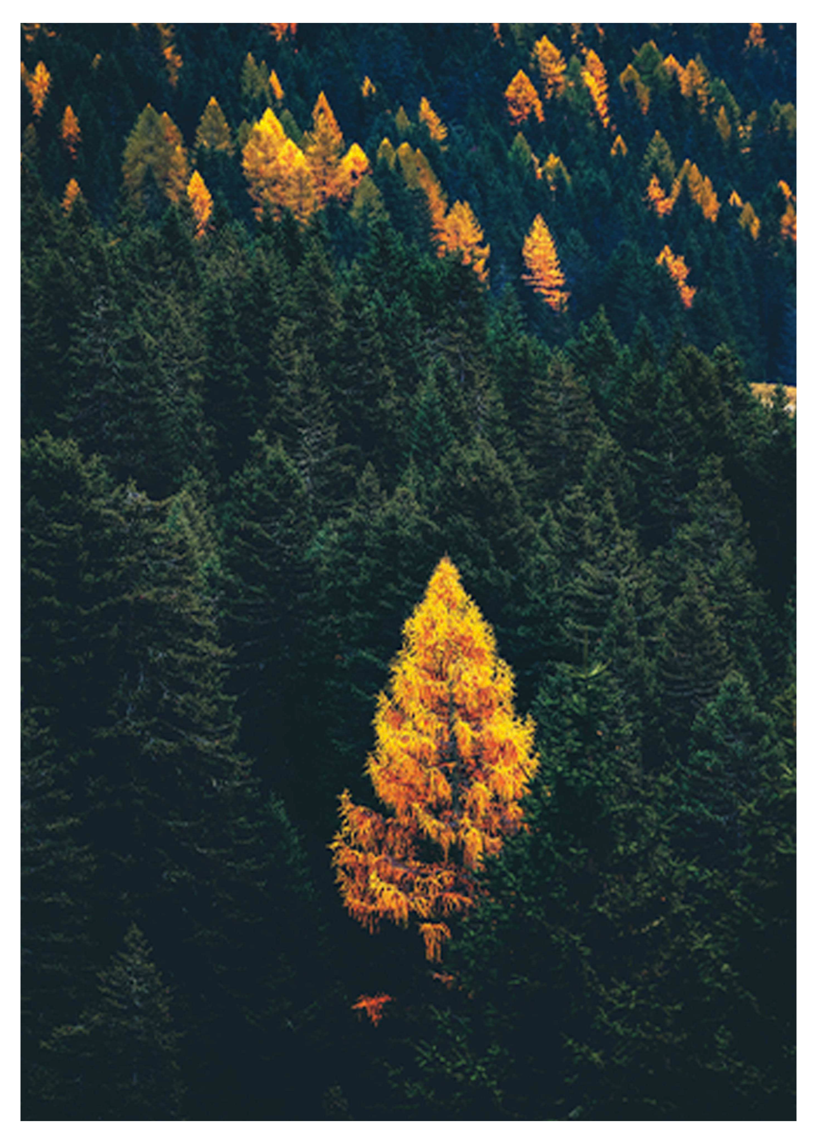 Rustic Forest Poster - Hakyarts