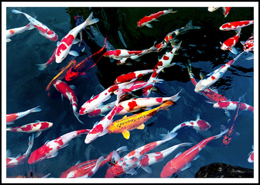 School of Koi Fish Poster - Hakyarts