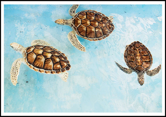 Sea Turtles Poster - Hakyarts