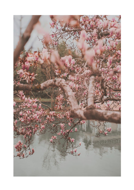 Spring Blossom Poster - Hakyarts