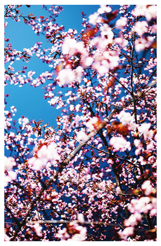 Spring Flowers Poster - Hakyarts