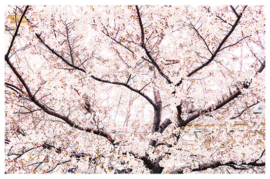 Spring in Japan Poster - Hakyarts