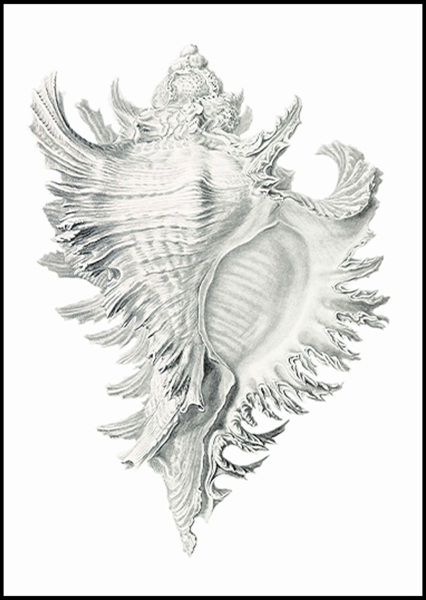 Stone Seashell Poster - Hakyarts