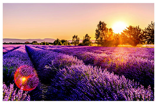 Sunny Lavender Field Poster - Hakyarts