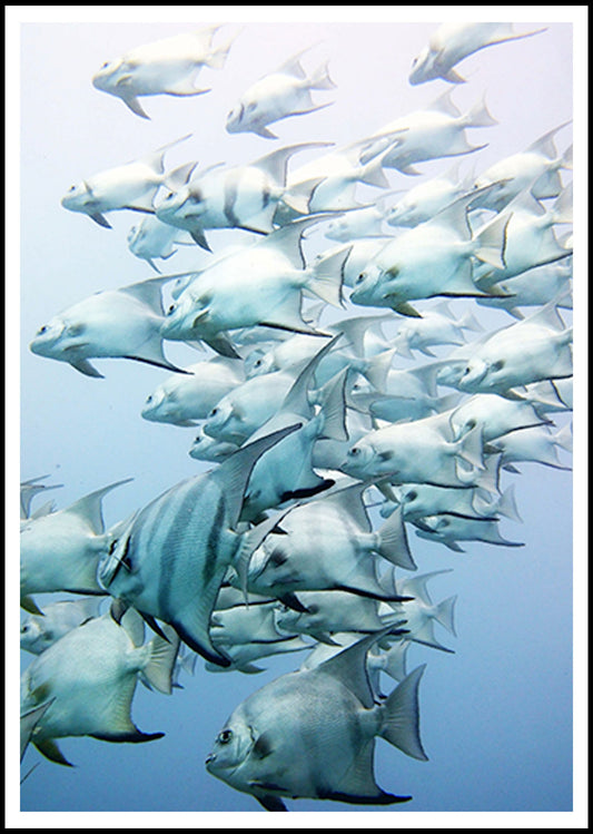 Swimming School of Fish Poster - Hakyarts