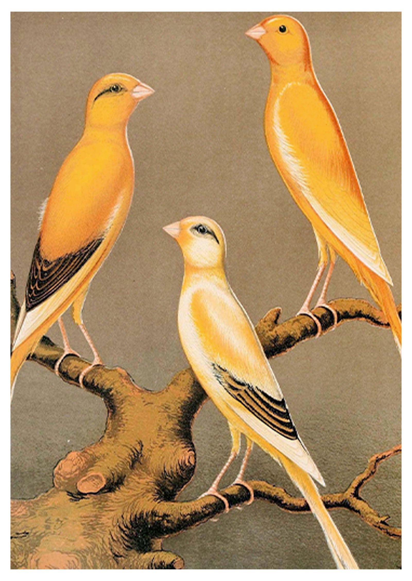 Three Yellow Birds Poster - Hakyarts