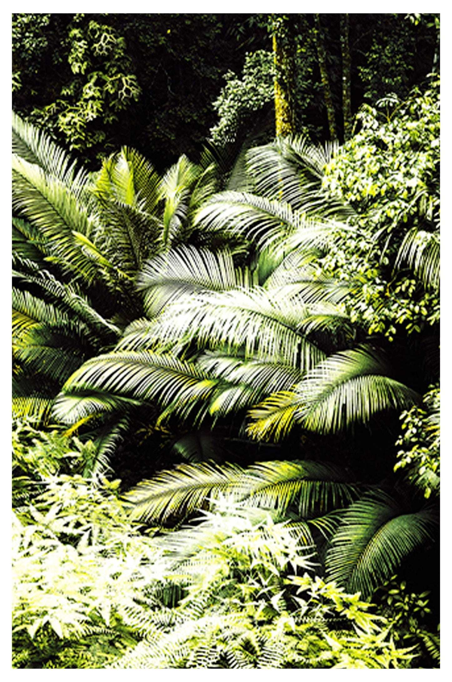 Tropical Plants Poster - Hakyarts