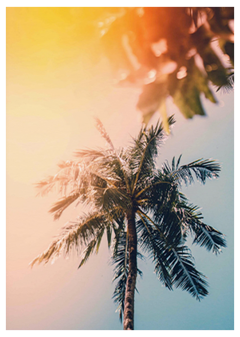 Tropical Trees Poster - Hakyarts