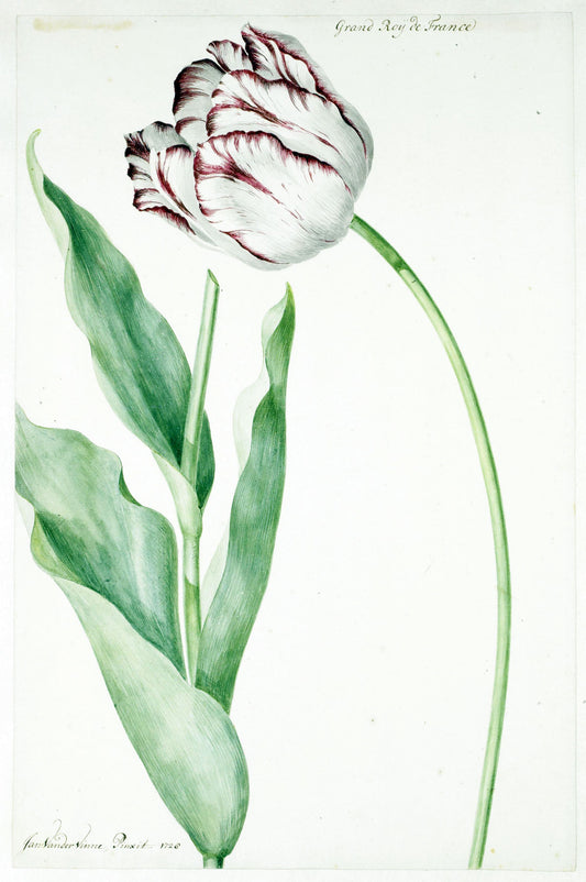 Jan Laurensz - Tulip Grand Roy de France