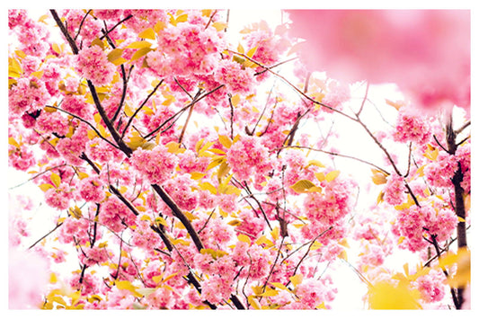 Vibrant Pink Flowers Poster - Hakyarts