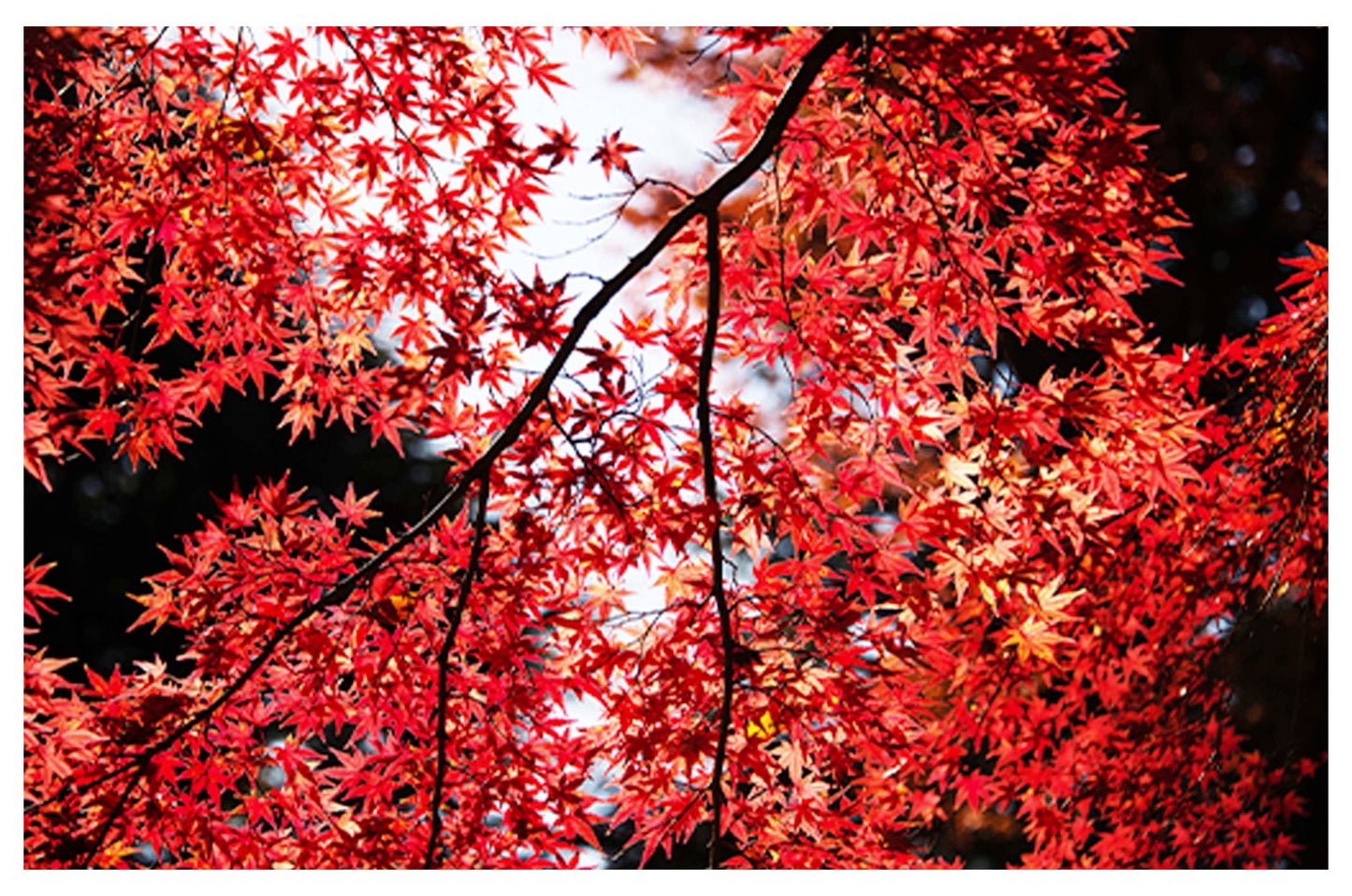 Warm Red Leaves Poster - Hakyarts