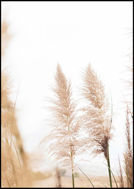 Wheat Beach Poster - Hakyarts