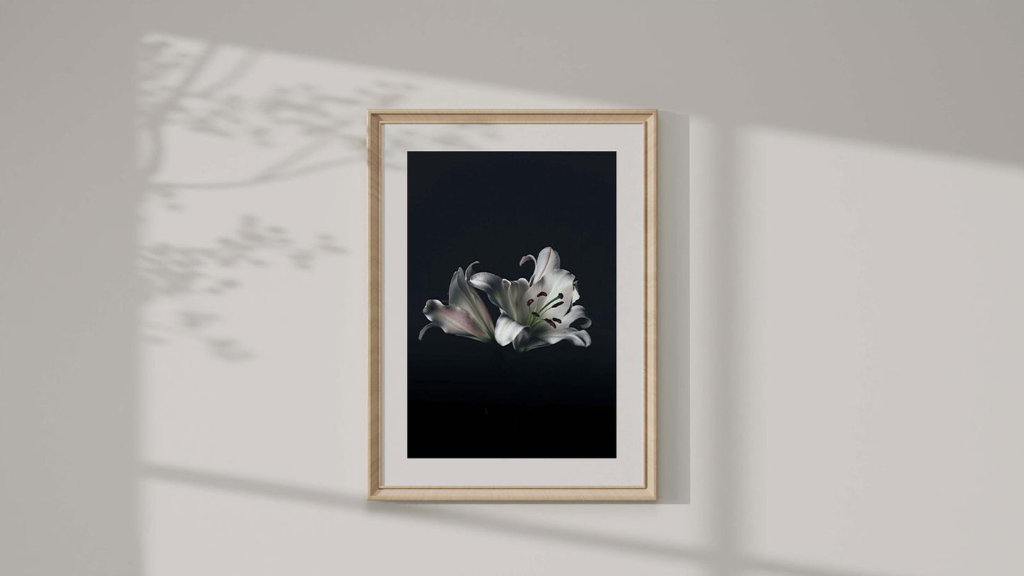 White Chrysanthemum Poster - Hakyarts