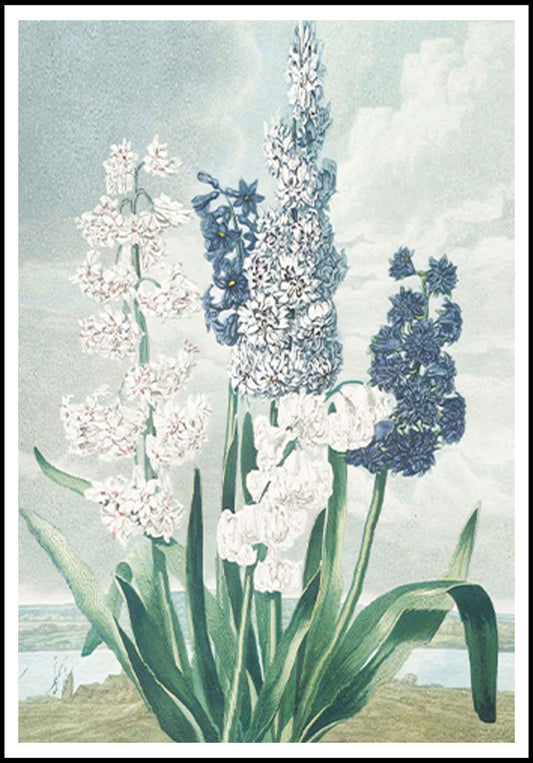 White Hyacinths Poster - Hakyarts