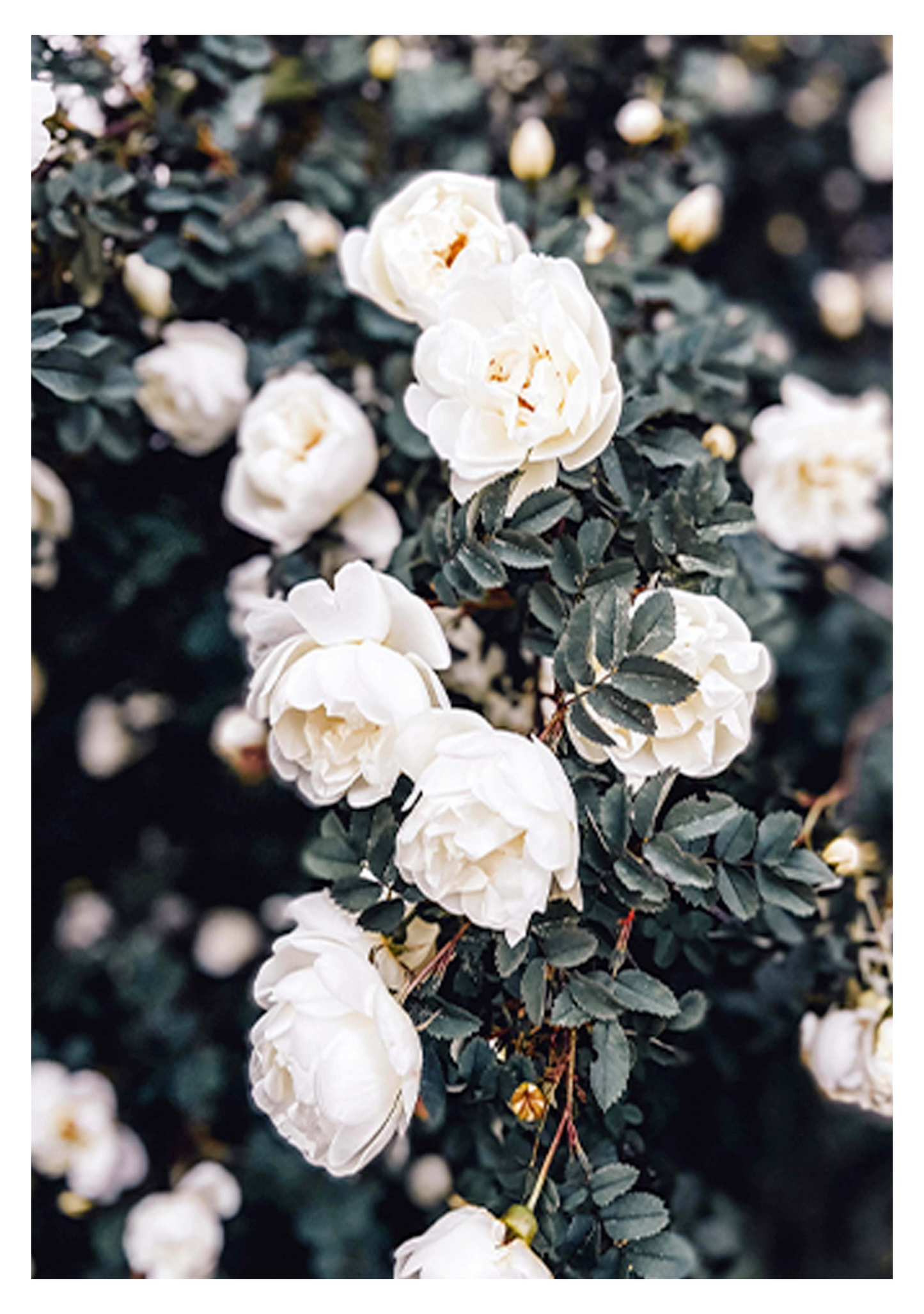 White Roses Poster - Hakyarts