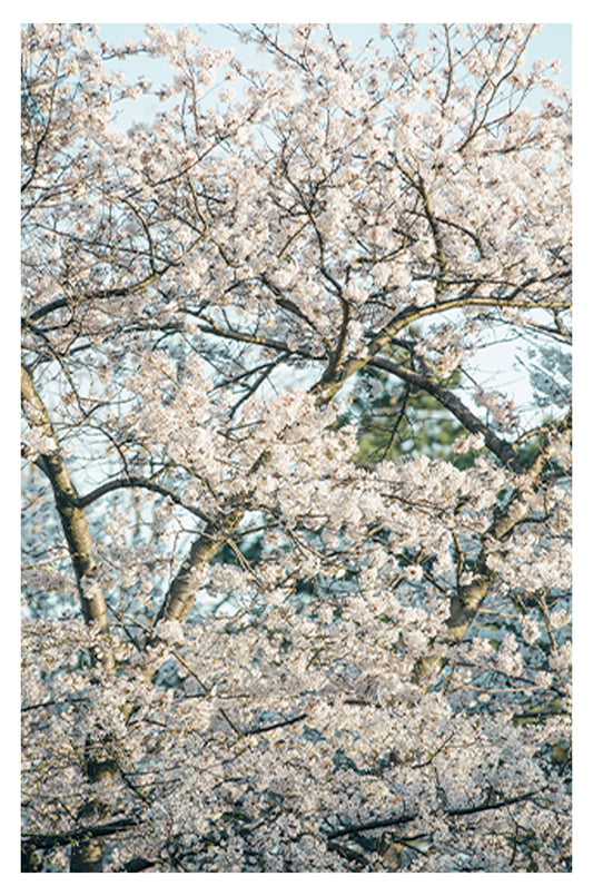 White Spring Blossom Poster - Hakyarts