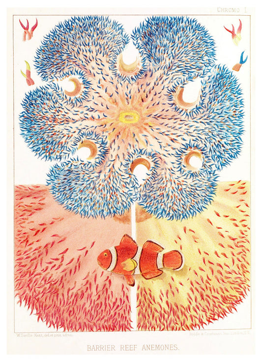 William Saville-Kent - Barrier Reef Anemones