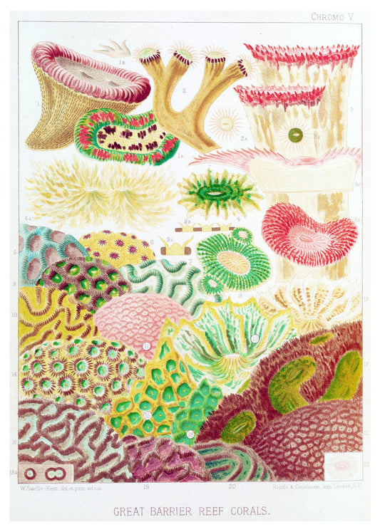 William Saville-Kent - Great Barrier Reef Corals - Hakyarts