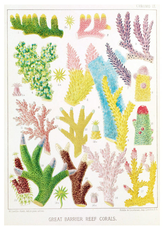 William Saville-Kent - Great Barrier Reef Corals III - Hakyarts