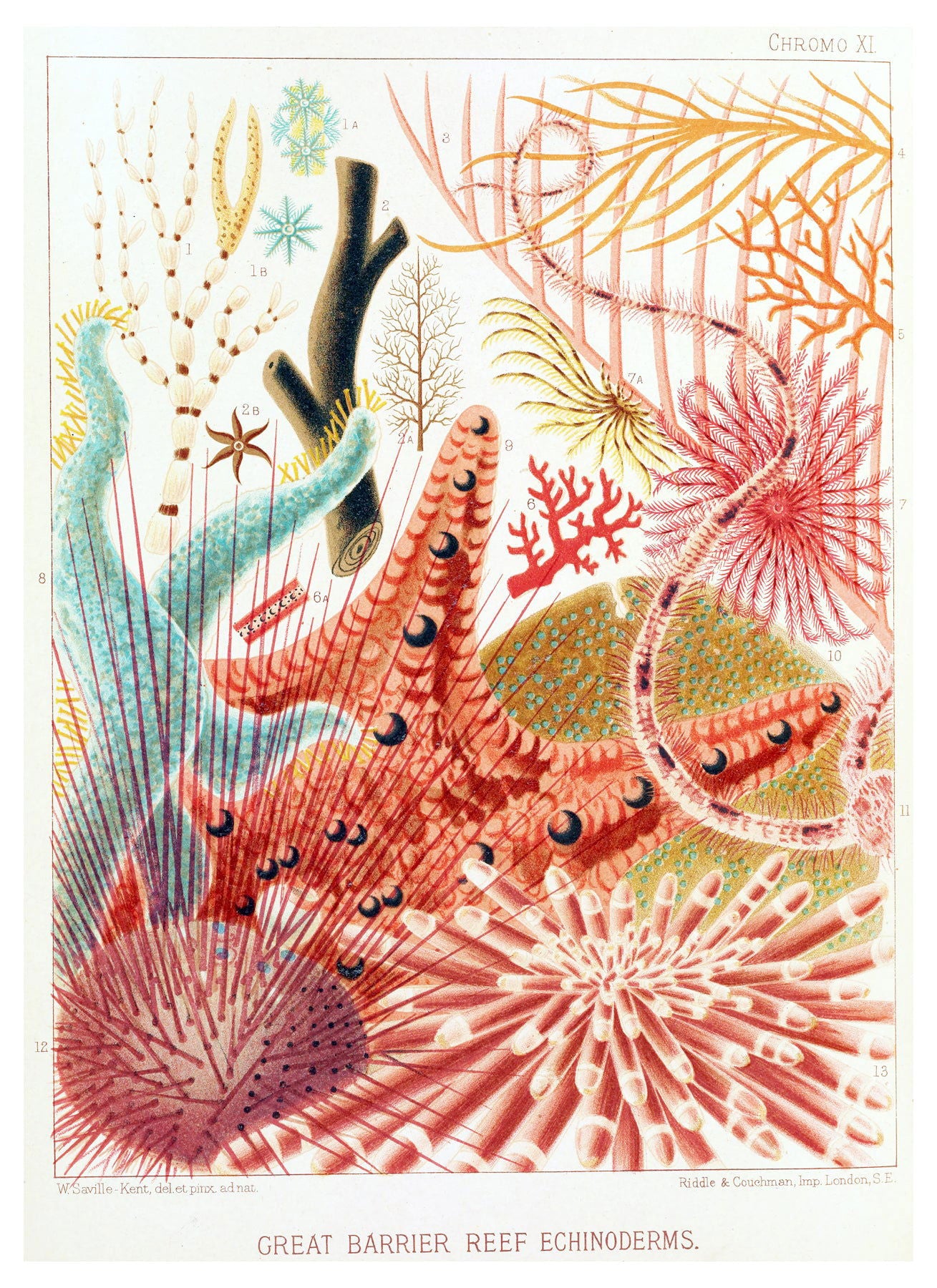 William Saville-Kent - Great Barrier Reef Echinoderms - Hakyarts