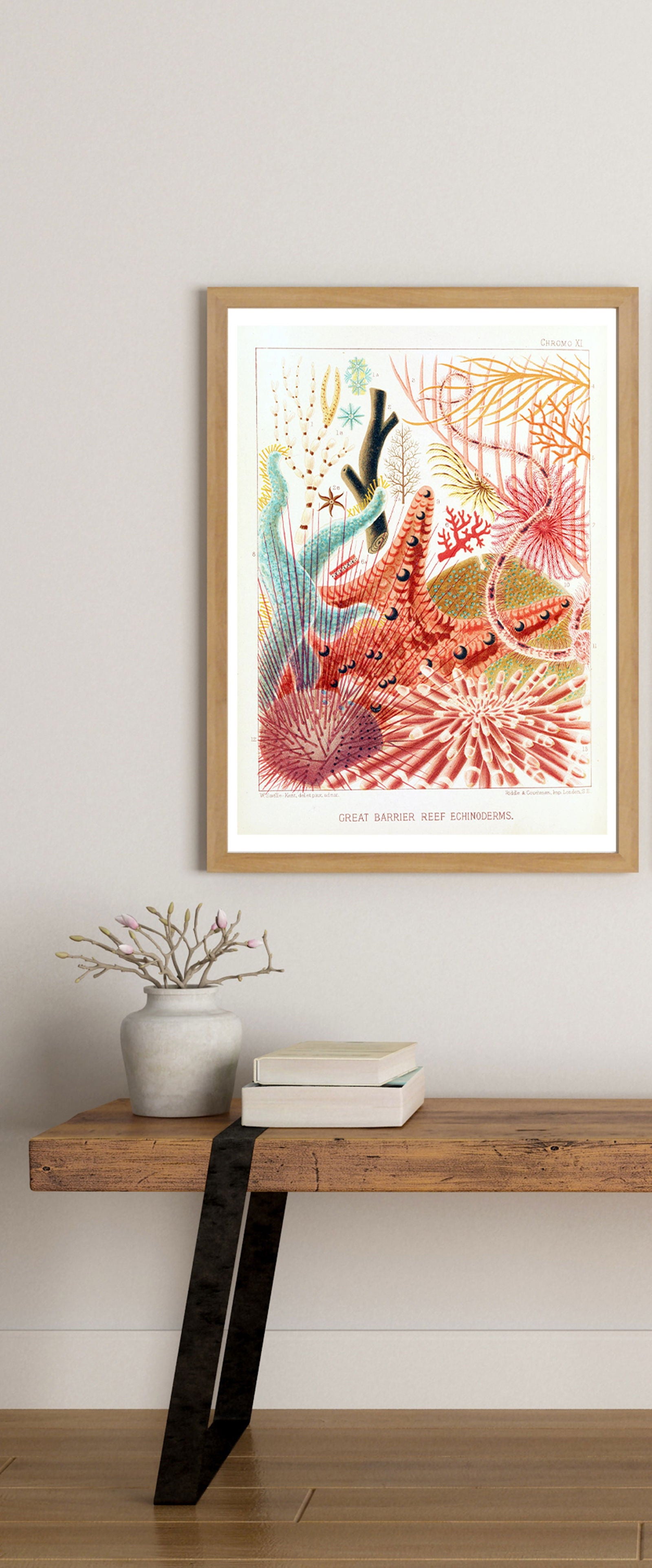 William Saville-Kent - Great Barrier Reef Echinoderms - Hakyarts