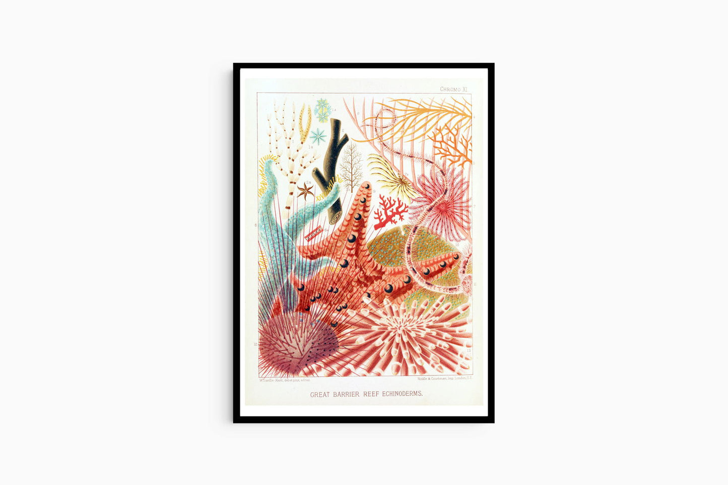 William Saville-Kent - Great Barrier Reef Echinoderms - Hakyarts