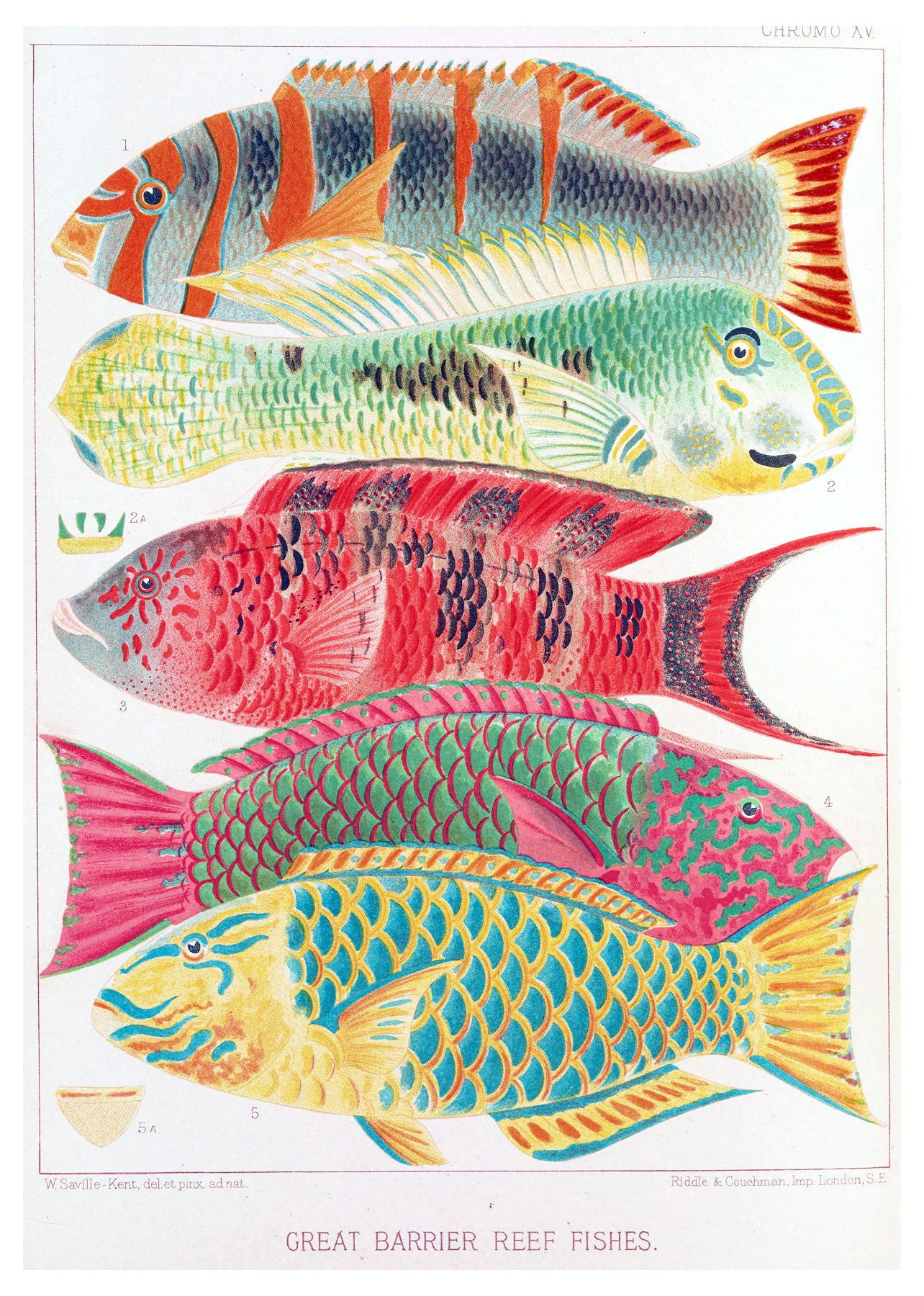 William Saville-Kent - Great Barrier Reef Fishes - Hakyarts