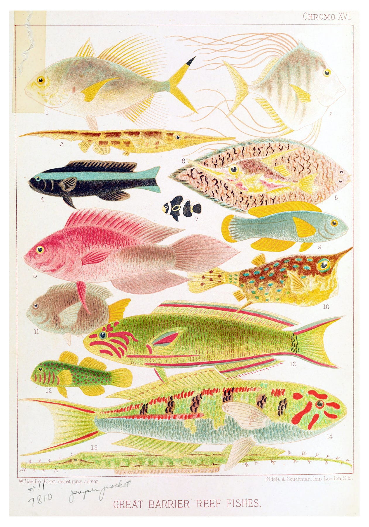 William Saville-Kent - Great Barrier Reef Fishes II - Hakyarts