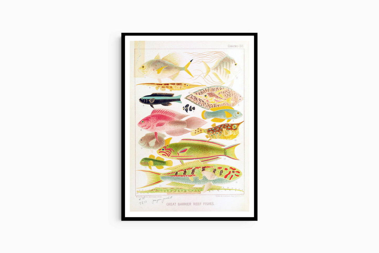 William Saville-Kent - Great Barrier Reef Fishes II - Hakyarts