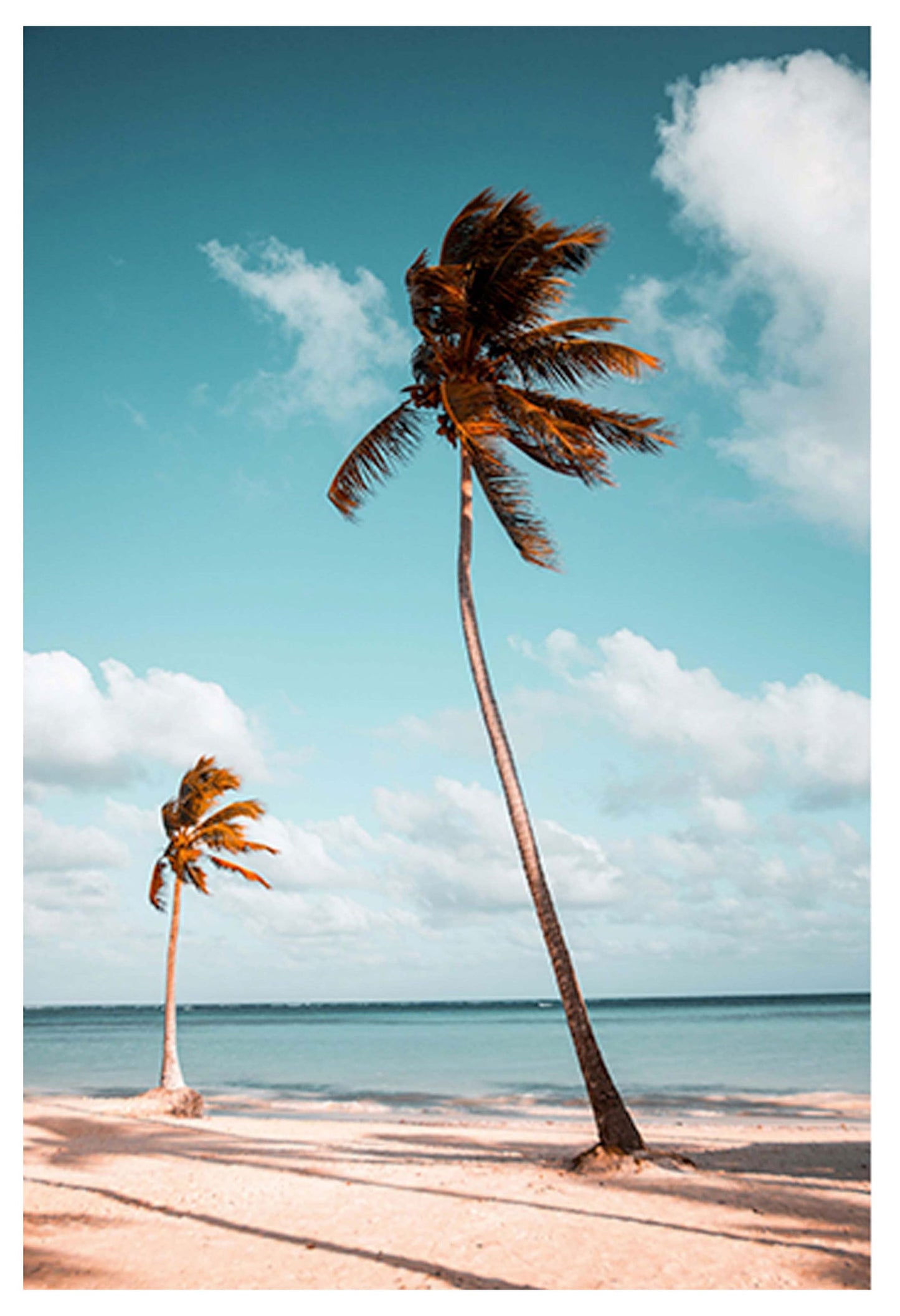 Windy Palm Beach Poster - Hakyarts