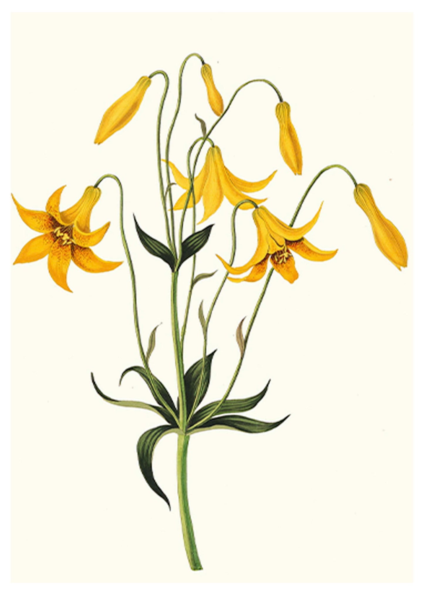 Yellow Flowers Poster - Hakyarts