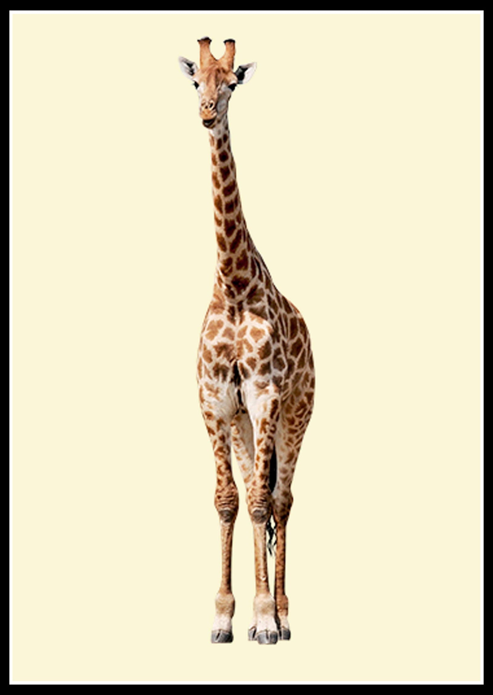 Yellow Giraffe Poster - Hakyarts