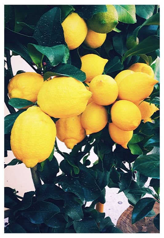 Yellow Lemons Poster - Hakyarts