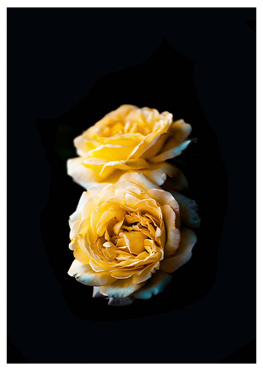 Yellow Roses Poster - Hakyarts