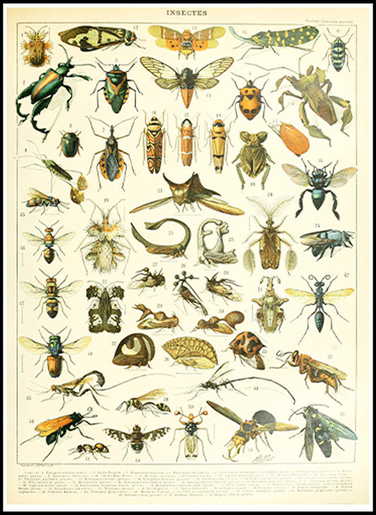 Adolphe Millot - Insectes II Poster