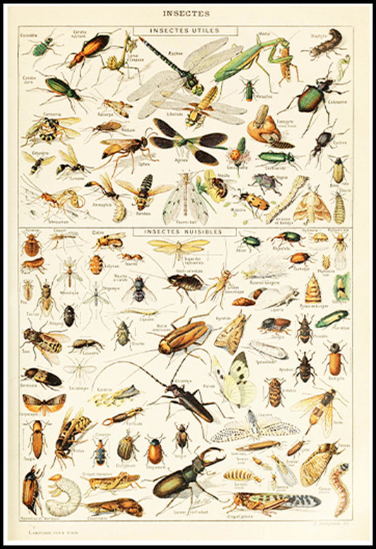 Adolphe Millot - Insectes III Poster