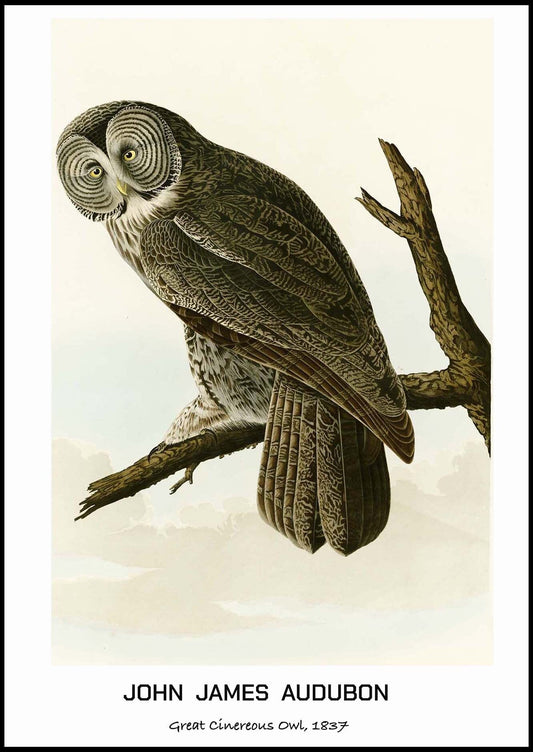 John James Audubon - Great Cinereous Owl Poster