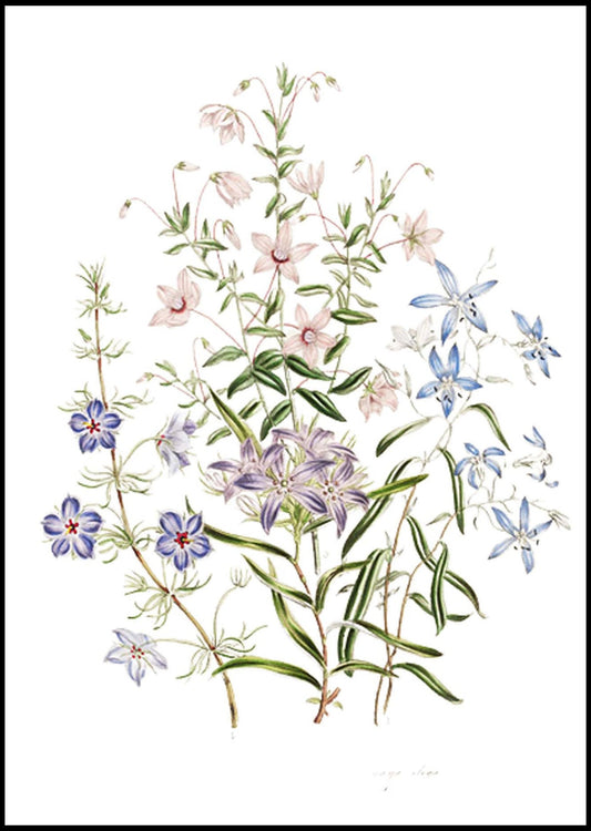 Jane Loudon - The Ladies' Flower-Garden of Ornamental Annuals