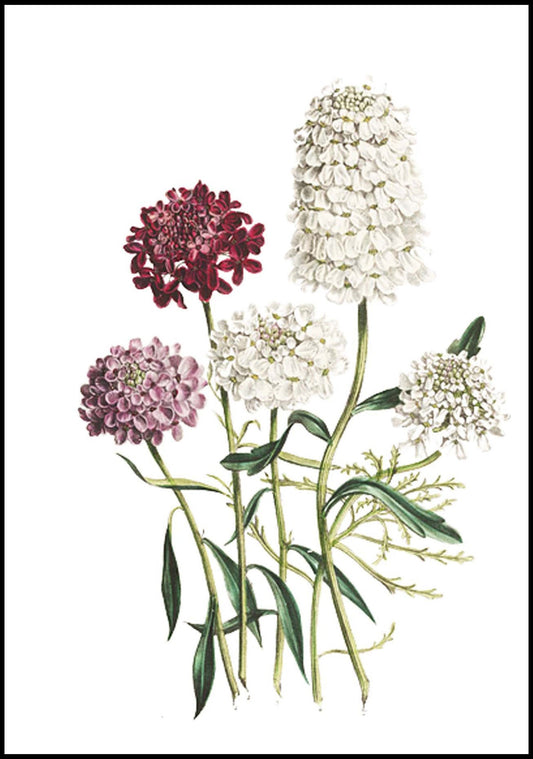 Jane Loudon - The Ladies' Flower-Garden of Ornamental Annuals