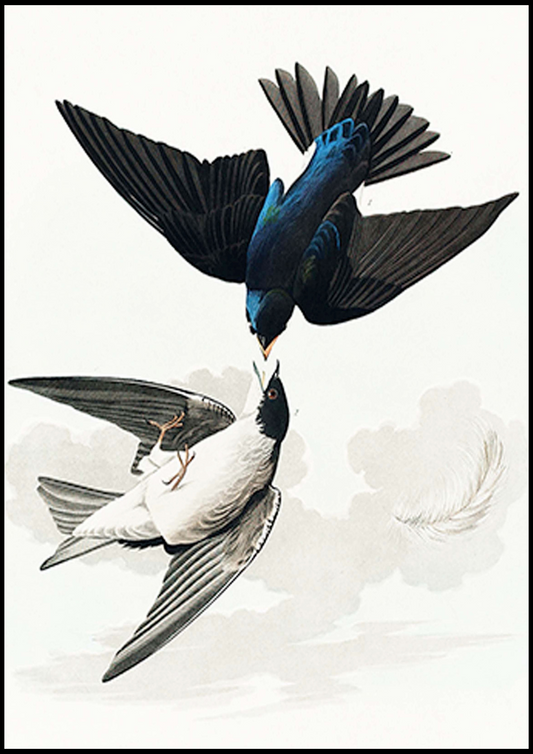 John James Audubon - White-bellied Swallow from Birds of America