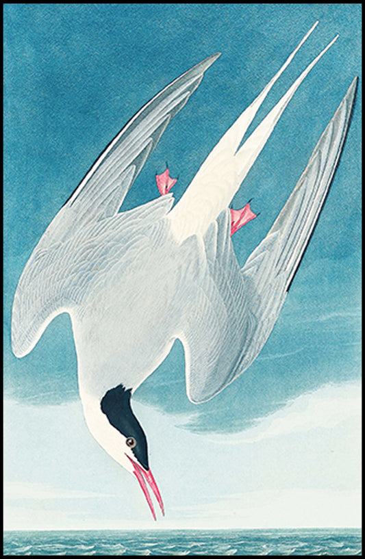John James Audubon - Artic Tern