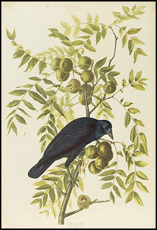 John James Audubon - American Crow