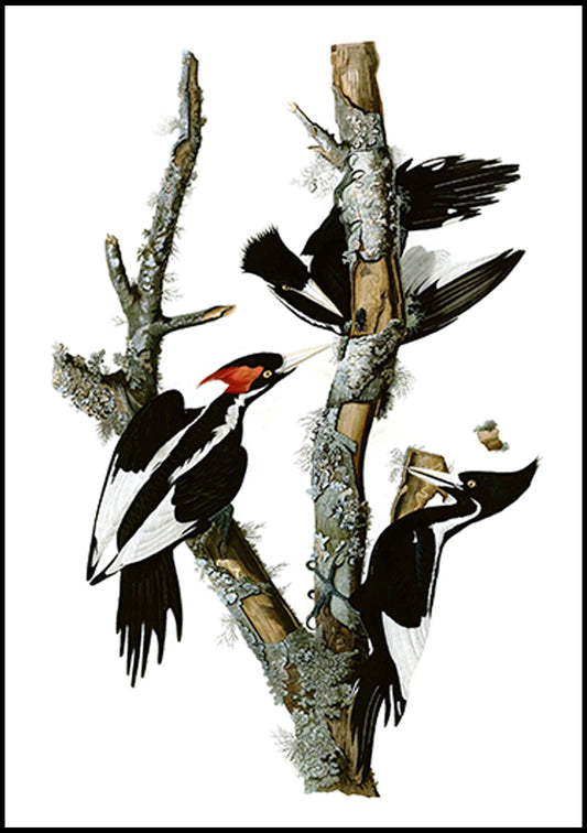 John James Audubon - Campephilus Principalis
