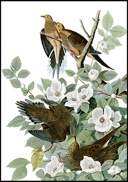 John James Audubon - Mourning Dove 'Zenaida macroura'